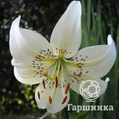 Вайт Твинкл (White Twinkle)-4