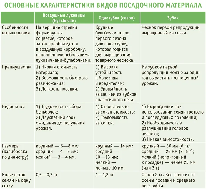 Советы специалиста по посадке озимого чеснока 2