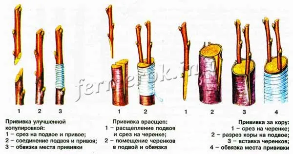 Виды прививки