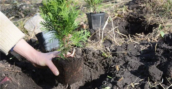 Как правильно посадить тую: посадка в открытый грунт: сроки, правила, уход 3