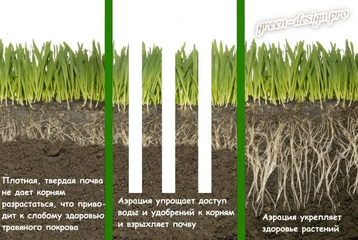 обрезать гибискус