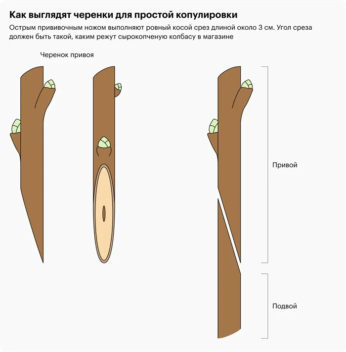 Прививка сливы