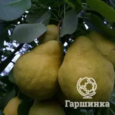 Груша Купава -3