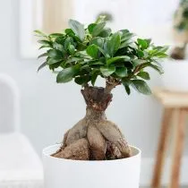 Фикус микрокарпа (Ficus microcarpa), сорт Гинсенг (Ginseng)