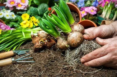 Хранение луковиц гладиолусов после выкапывания