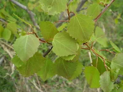 Соцветия осины (мужские)