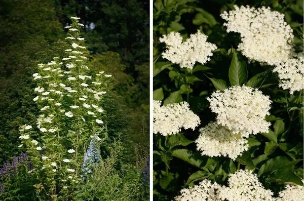 Бузина черная: описание, сорта, посадка и уход 6