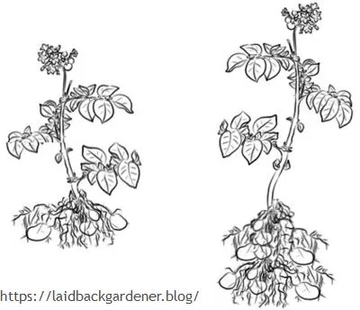 Детерминантные и индетерминантные сорта картофеля