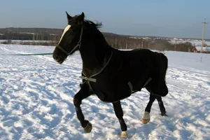 Вороная лошадь с отметинами