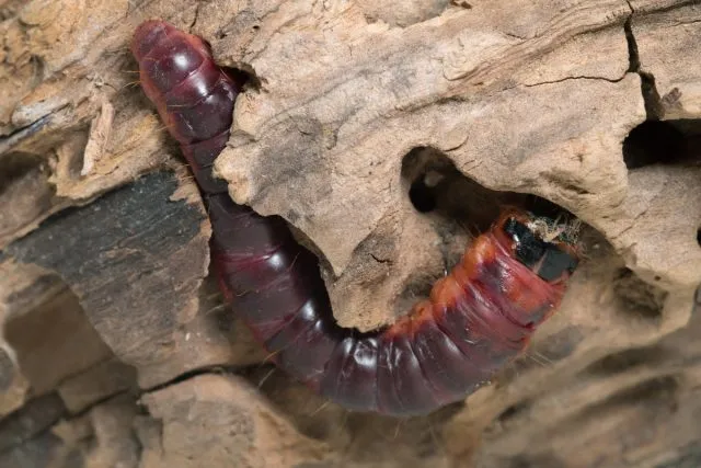 Древоточец пахучий (Cossus cossus)