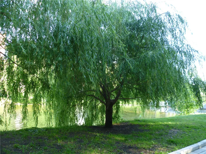 Ива белая или Ветла (лат. Salix alba)