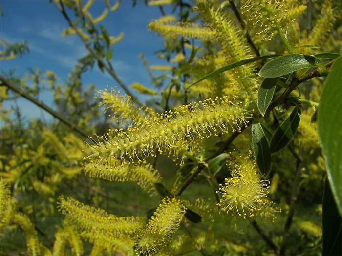 Ива белая или Ветла (лат. Salix alba)