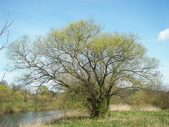 Ива белая или Ветла (лат. Salix alba)