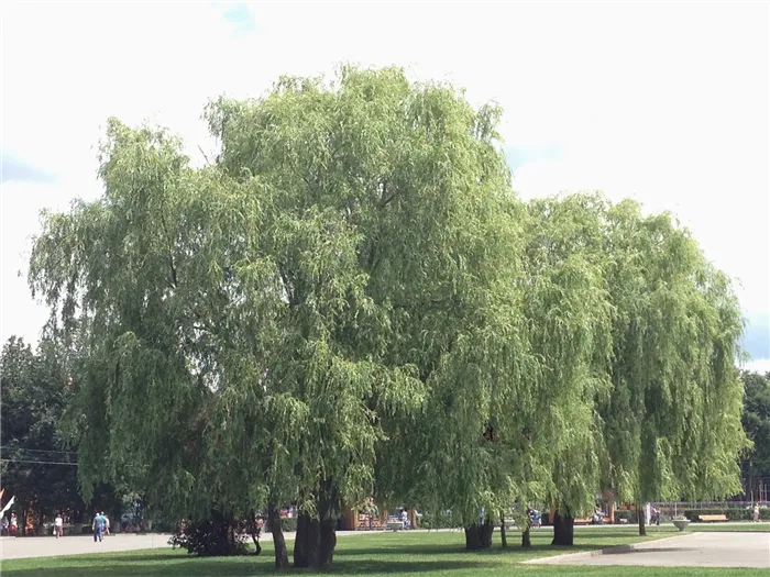 Ива белая или Ветла (лат. Salix alba)