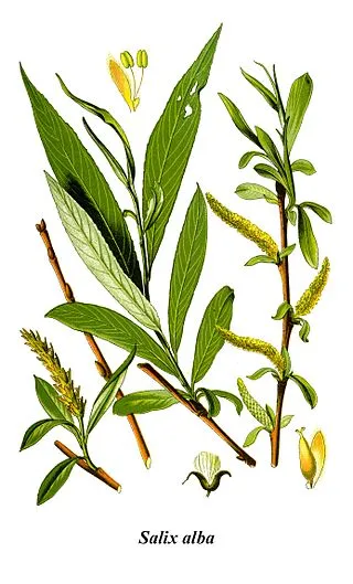 Ива белая или Ветла (лат. Salix alba)