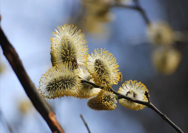 Ива козья (Salix caprea). Фото: Марина Скотникова, plantarium.ru