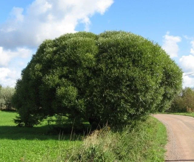 Ива ломкая, или Ракита, сорт 