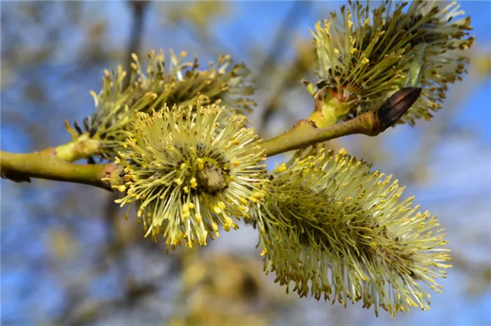 Ива белая или Ветла (лат. Salix alba)