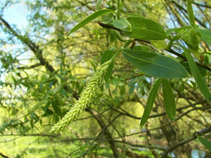 Ива белая или Ветла (лат. Salix alba)