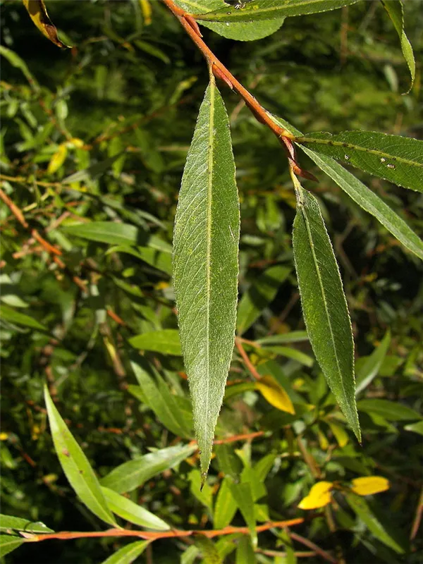 Ива белая или Ветла (лат. Salix alba)