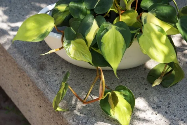 Филодендрон (Philodendron)