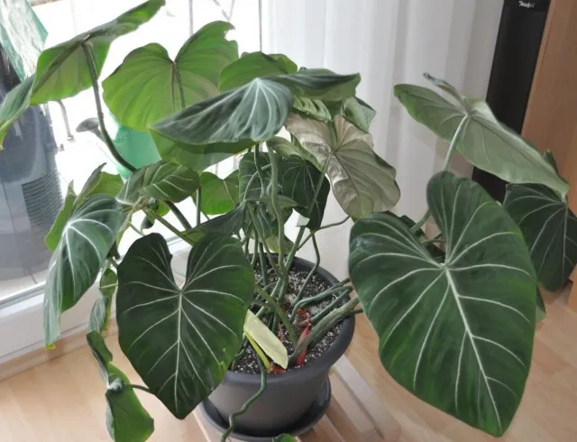 Филодендрон славный (Philodendron gloriosum)