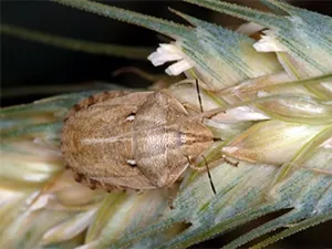 Вредная черепашка (Eurygaster integriceps). Общий вид