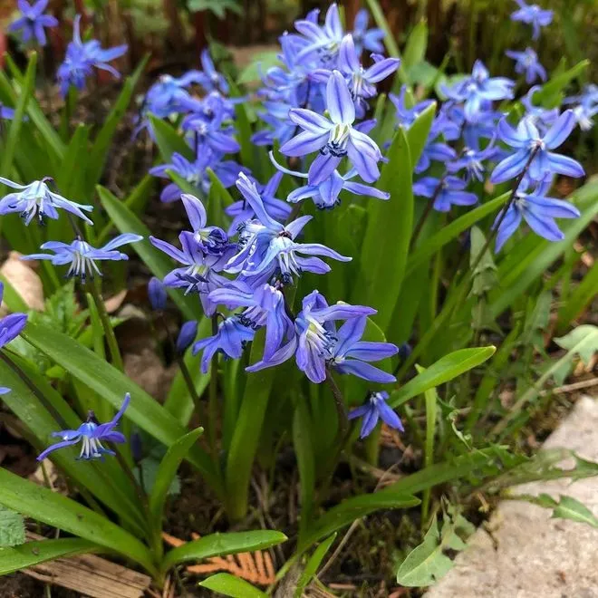 Сцилла (Scilla)