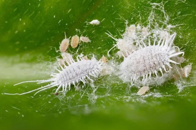 Мучнистый червец (Planococcus)