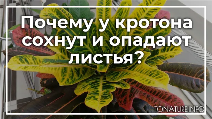 Почему у кротона сохнут и опадают листья? | toNature.Info