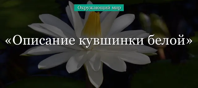 Кувшинка белая