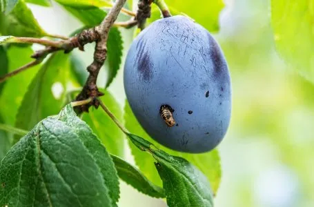 На какой год начинают плодоносить садовые культуры 6