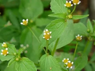 Галинзога мелкоцветковая (Galinsoga parviflora)