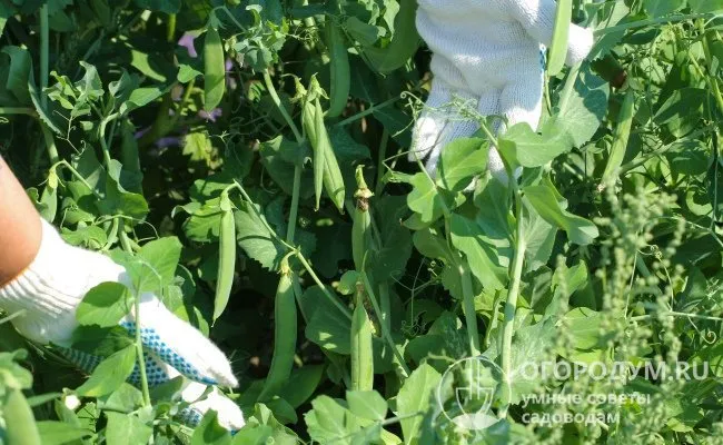 Вредитель не любит горох, фасоль, нут и другие бобовые культуры