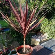 Кордилина южная, или Австралийская (Cordyline australis) 