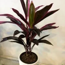 Кордилина красная (Cordyline rubra) 