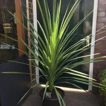 Кордилина неразделенная (Cordyline indivisa) 