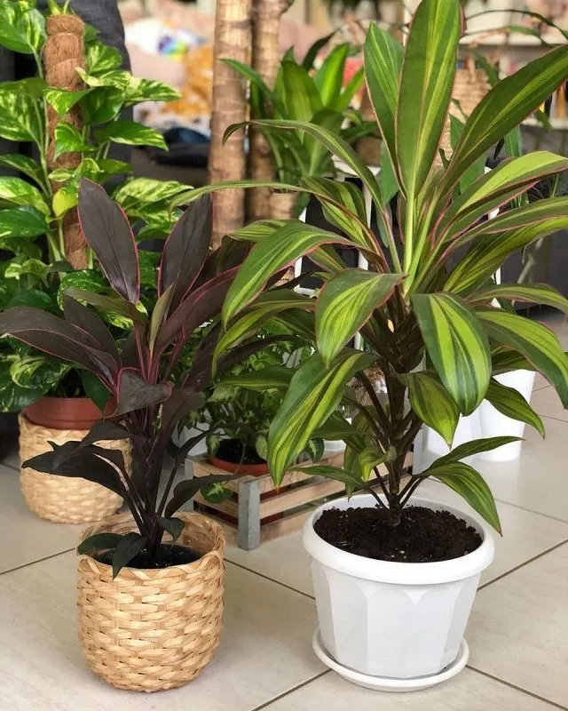 Кордилина кустарниковая, или кордилина верхушечная (Cordyline fruticosa), сорт Танго (Tango) и сорт Киви (Kiwi)