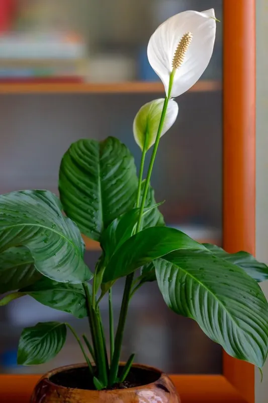 Спатифиллум (Spathiphyllum)