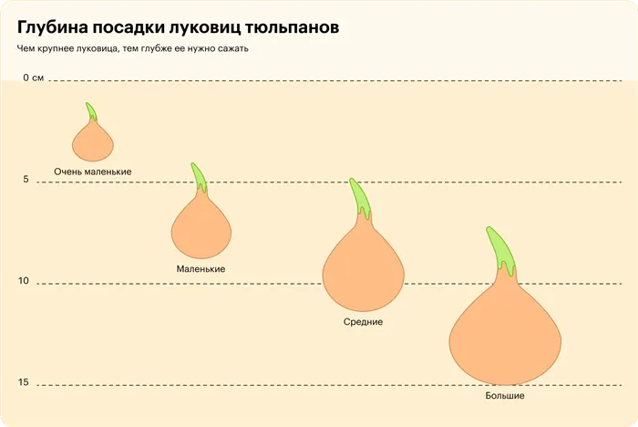 Как сажать и хранить луковицы тюльпанов 3