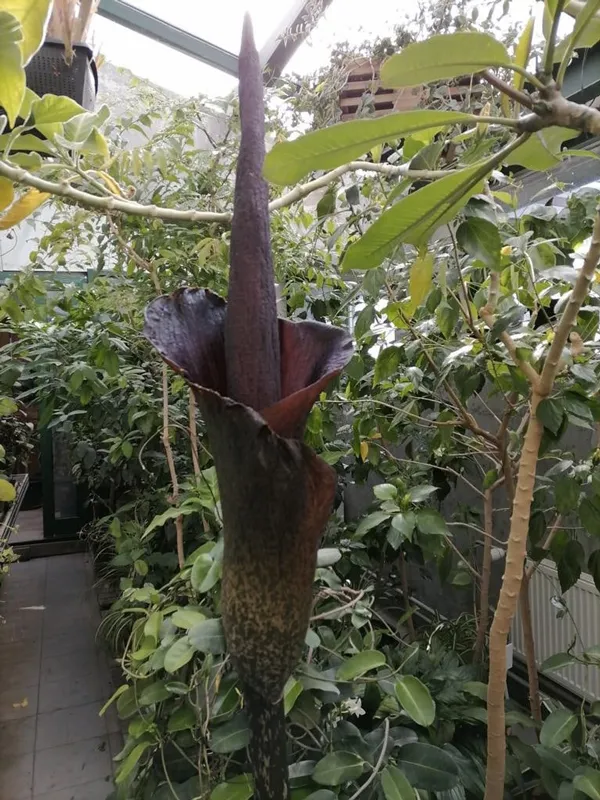 Amorphophallus titanum