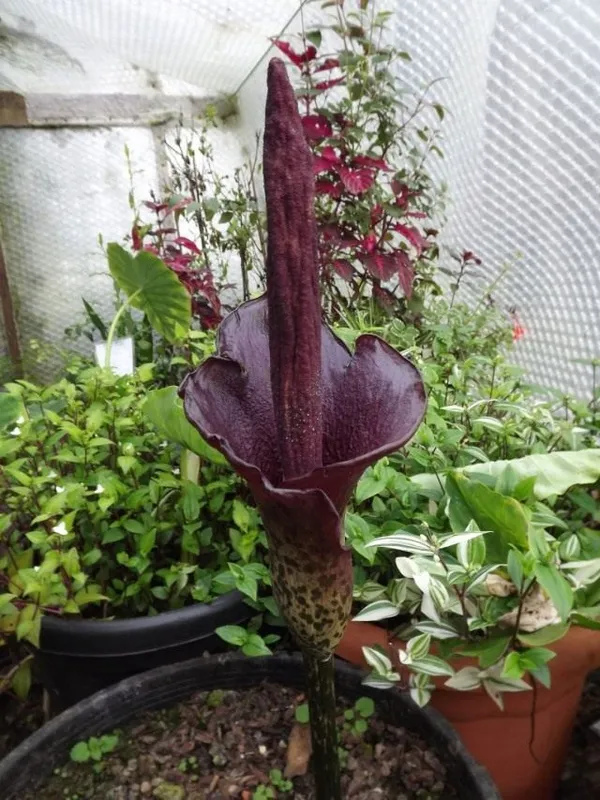 Аморфофаллус коньяк (Amorphophallus konjac)