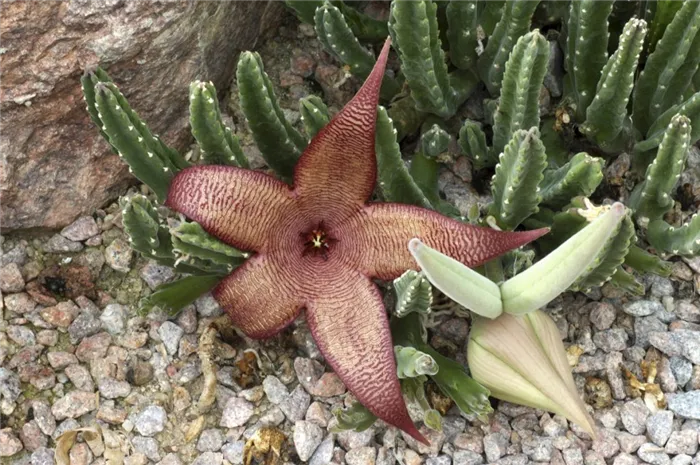 Rafflesia arnoldii