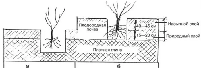 как посадить