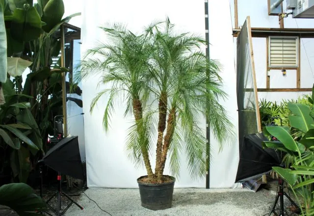 Драцена маргината высотой 200см в горшке (Dracaena marginata)