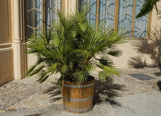 Драцена маргината высотой 150см в горшке (Dracaena marginata)