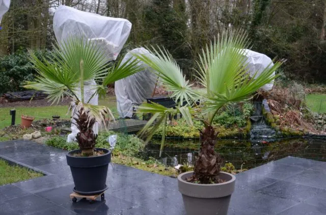 Драцена Маргината высотой 180см в горшке (Dracaena marginata)