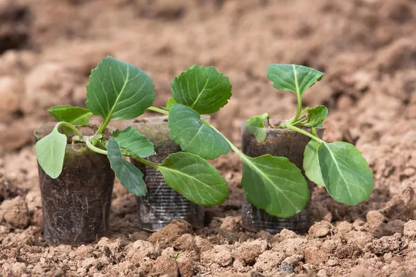 Капуста белокочанная (Brassica oleracea var. сapitata)