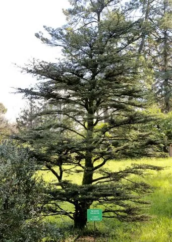 Кедр ливанский (Cedrus libani) 4