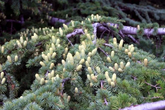 Кедр ливанский (Cedrus libani) 3